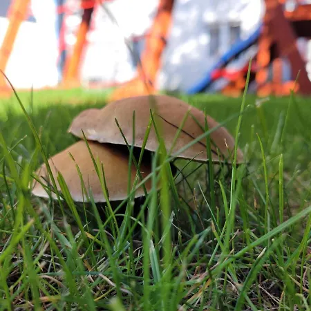 Morski Brzeg - Sauna, Balia * Władysławowo