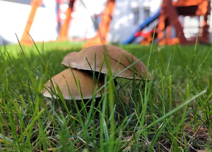 Morski Brzeg - Sauna, Balia * Władysławowo